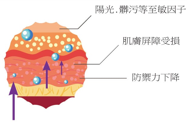 皮膚屏障受損剖面圖:示意外界刺激穿透、肌膚防禦力下降與保濕屏障破壞過程