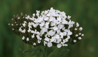 羽衣草Collard grass