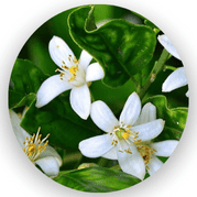 澄花精油